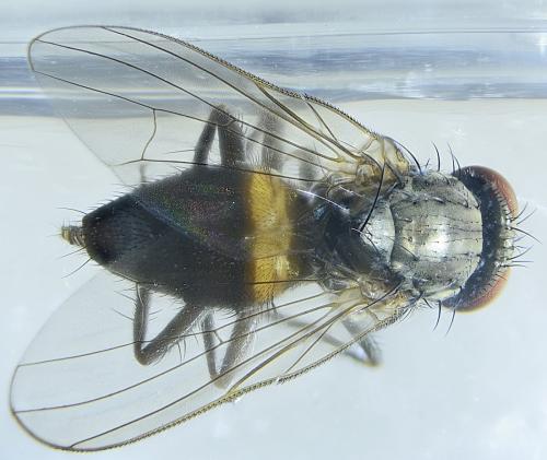 Réf. 307 174 : Fannia canicularis